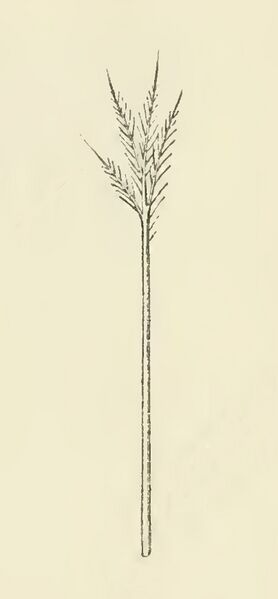 File:Goose filoplume illustration-1895.jpg