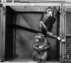 77-cm primate cage.jpg