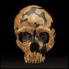 Shanidar skull.jpg