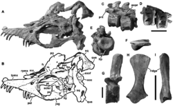 Holotype of Stratesaurus taylori OUMNH J.10337.png