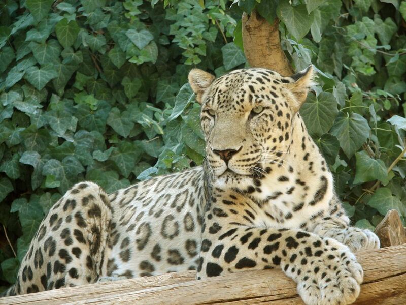 File:Persian Leopard sitting.jpg