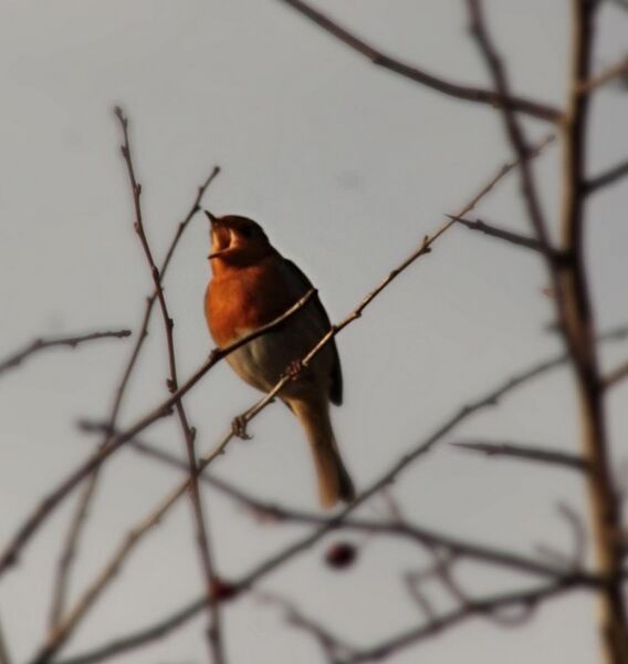 File:Robin singing at dawn.jpg
