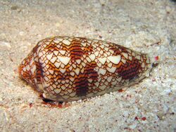 Red-and-white snail resting on substrate