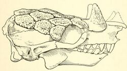 Peltephilus ferox skull.jpg