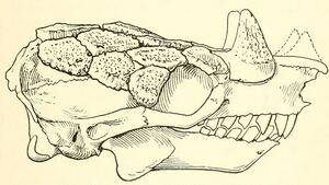 Peltephilus ferox skull.jpg