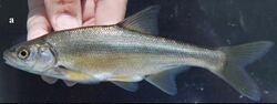 Acanthobrama microlepis (Fishes in upper Kura and Aras river drainages (10.3897-zse.96.52241) Figure 5).jpg