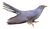 Common Cuckoo by Mike McKenzie white background.jpg