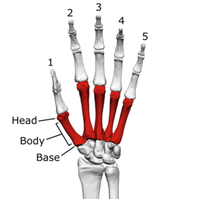 Metacarpal bones (left hand) 01 palmar view with label.png