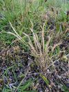 Vulpia ciliata plant (01).jpg