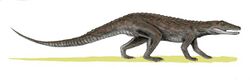 Erpetosuchus BW.jpg