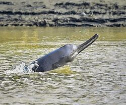 Ganges River Dolphin cropped.jpg