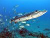 Great Barracuda off the Netherland Antilles.jpg