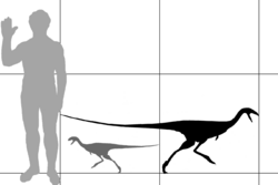 Diagram comparing the size of Limusaurus to a human