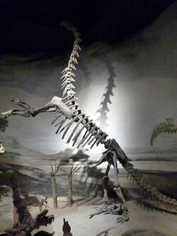 Museo Egidio Feruglio Epachthosaurus.jpg