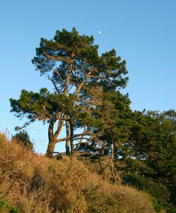 Pinus radiata BigSur.jpg