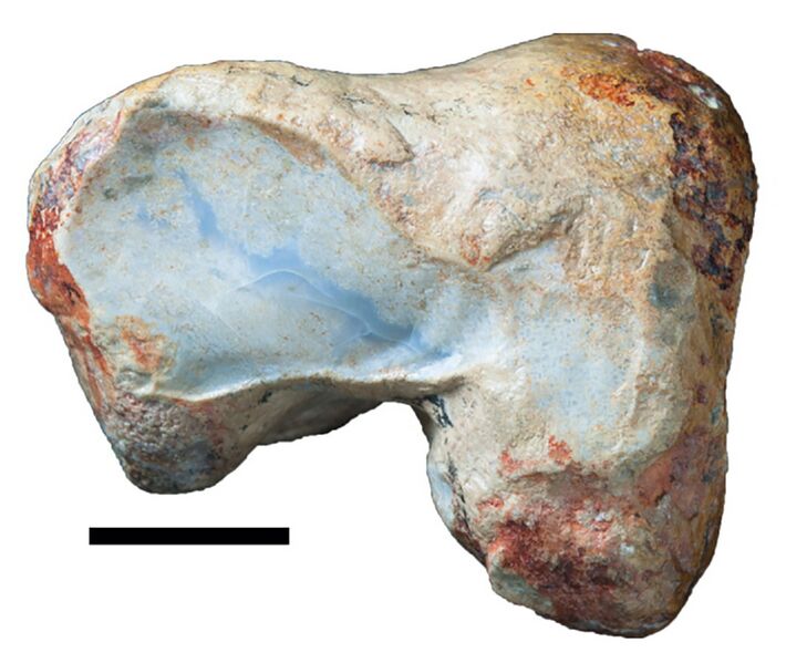 File:Holotype of Fulgurotherium australe.jpg