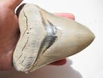 Carcharocles megalodon tooth.JPG