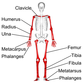 Long bones - anterior view - with legend.png