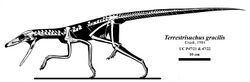Terrestrisuchus.jpg