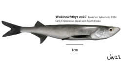Wakinoichthys aokii.png