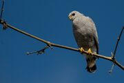 Grey-lined hawk (Buteo nitidus).jpg