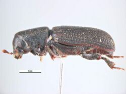 Hylastes ater female lateral.jpg