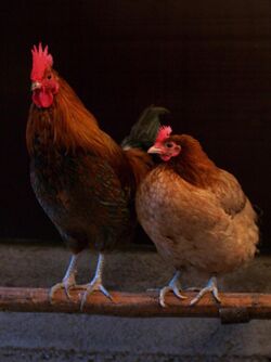Male and female chicken sitting together.jpg