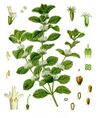 Marrubium vulgare - Köhler–s Medizinal-Pflanzen-224.jpg