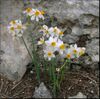 Narcissus-tazetta-0006a.jpg