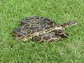Burmese python (6887388927).jpg