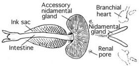 Diagram labeling siphon, intestine, nidamental gland, accessory nidamental gland, renal pore, and branchial heart