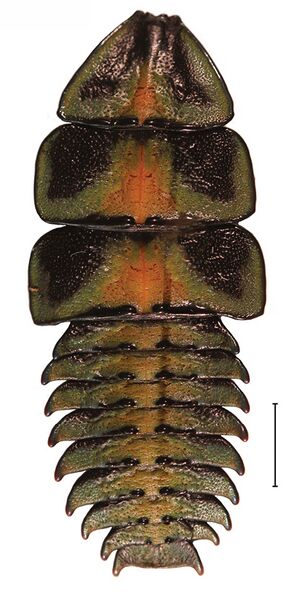File:Platerodrilus larva 30555-37.jpg
