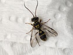 Taeniogonalos wasp.jpg