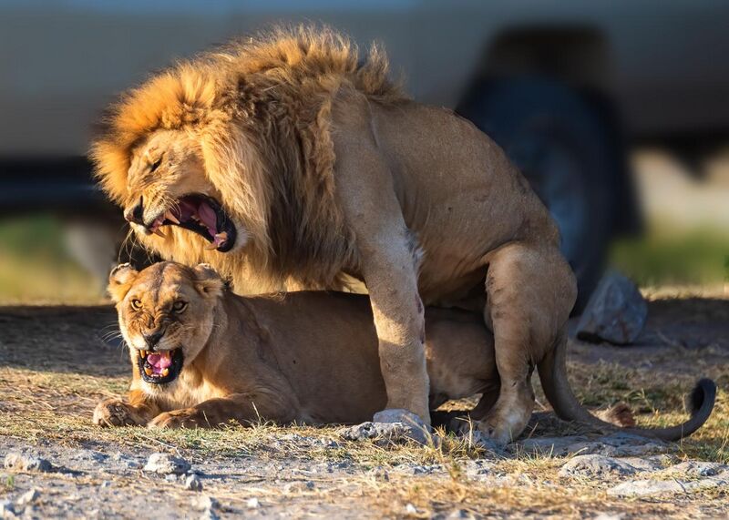 File:African Lion Mating pair Serengeti NP, Tanzania (48891220877).jpg