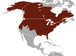 American Mink area.png