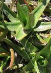 Gasteria acinacifolia clump acilliers South Africa 2.jpg
