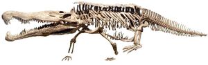 Redondasaurus bermani at CMNH 04 white background.jpg