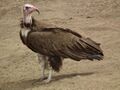Vulture in Tanzania 3118 cropped Nevit.jpg