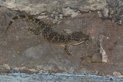 Aaron Bauer's House Gecko (Hemidactylus aaronbaueri).jpg
