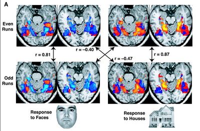 fMRI images from a study showing parts of the brain lighting up on seeing houses and other parts on seeing faces