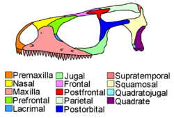 Sophineta cranium diagram.png