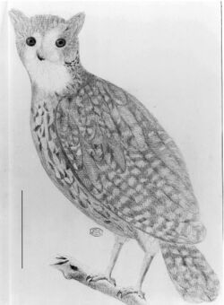 Mauritius owl.jpg