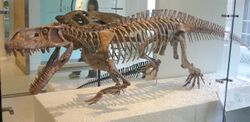 Mounted skeleton of Prestosuchus chiniquensis (a basal loricatan) in the American Museum of Natural History.