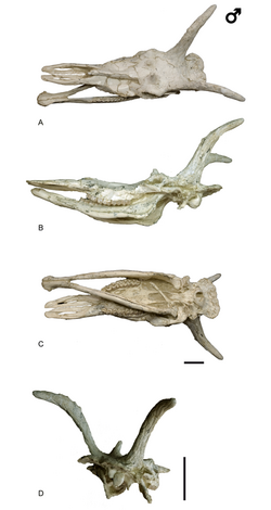 Decennatherium rex male skull.PNG