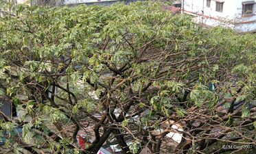 A tree with falling leaves in Kolkata, West Bengal
