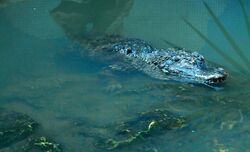 The Chinese alligator in water, mostly submerged