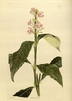 The botanical cabinet (No 1861) (8613707702).jpg