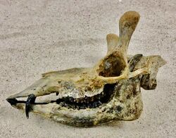Aletomeryx gracilis skull.jpg
