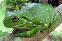 Australian green tree frog (Litoria caerulea)