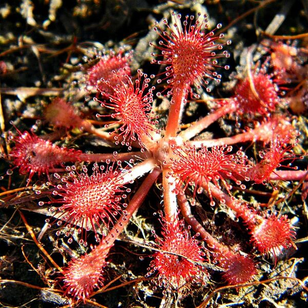 File:Pink Sundew (Drosera capillaris) - Jonathan Dickinson State Park.jpg